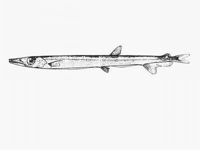 Pacific barracudina (Lestidiops jayakari jayakari)