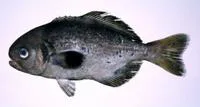 Pacific barrelfish (Hyperoglyphe japonica)