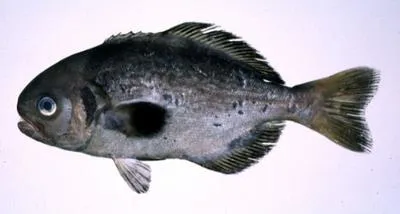 Pacific barrelfish (Hyperoglyphe japonica)