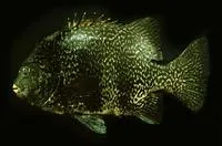 Pacific beakfish (Oplegnathus insignis)