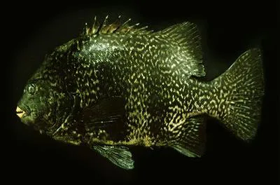 Pacific beakfish (Oplegnathus insignis)