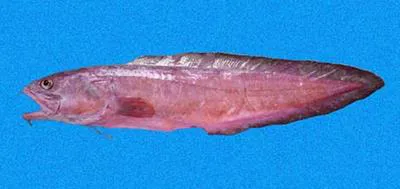 Pacific bearded brotula (Brotula clarkae)