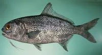 Pacific beardfish (Polymixia berndti)