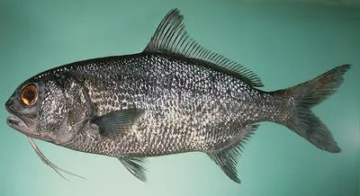 Pacific beardfish (Polymixia berndti)