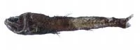 Pacific blackchin (Scopelengys tristis)