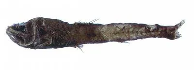 Pacific blackchin (Scopelengys tristis)