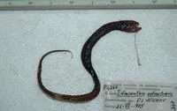 Pacific blackdragon (Idiacanthus antrostomus)