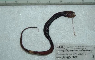Pacific blackdragon (Idiacanthus antrostomus)