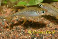 Pacific blue-eye (Pseudomugil signifer)