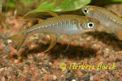 Pacific blue-eye (Pseudomugil signifer)
