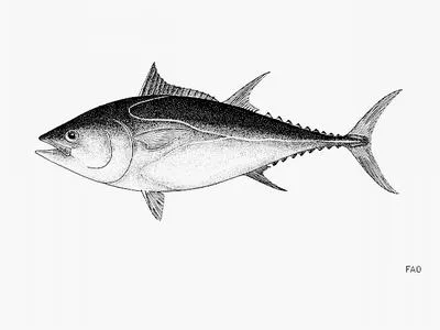 Pacific bluefin tuna (Thunnus orientalis)