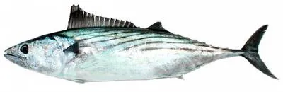 Pacific bonito (Sarda chiliensis lineolata)