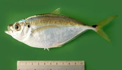 Pacific bumper (Chloroscombrus orqueta)
