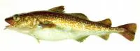 Pacific cod (Gadus macrocephalus)