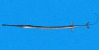 Pacific cornetfish (Fistularia corneta)