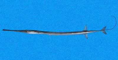 Pacific cornetfish (Fistularia corneta)
