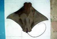 Pacific cownose ray (Rhinoptera steindachneri)