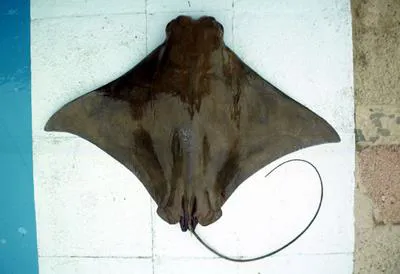 Pacific cownose ray (Rhinoptera steindachneri)