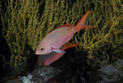 Pacific creole-fish (Paranthias colonus)