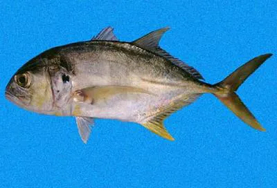 Pacific crevalle jack (Caranx caninus)