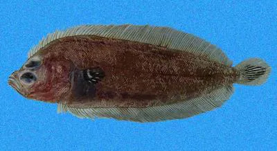 Pacific deepwater flounder (Monolene maculipinna)
