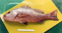 Pacific dog snapper (Lutjanus novemfasciatus)
