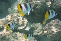Pacific double-saddle butterflyfish (Chaetodon ulietensis)
