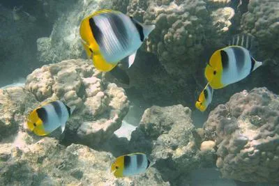 Pacific double-saddle butterflyfish (Chaetodon ulietensis)