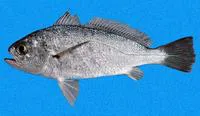 Pacific drum (Larimus pacificus)