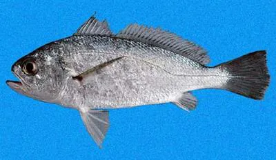 Pacific drum (Larimus pacificus)