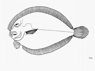Pacific eyed flounder (Bothus constellatus)
