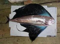 Pacific fanfish (Pteraclis aesticola)