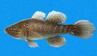 Pacific fat sleeper (Dormitator latifrons)