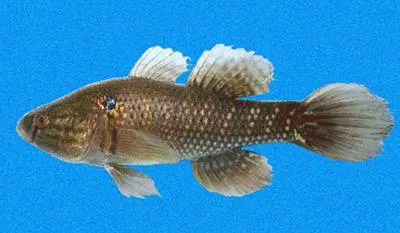 Pacific fat sleeper (Dormitator latifrons)