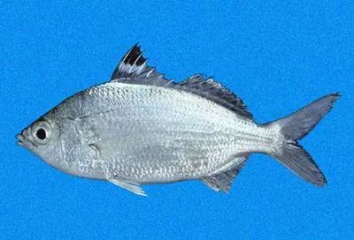 Pacific flagfin mojarra (Eucinostomus currani)