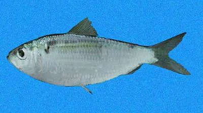 Pacific flatiron herring (Harengula thrissina)
