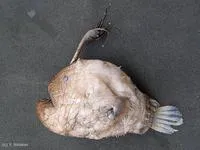 Pacific footballfish (Himantolophus sagamius)