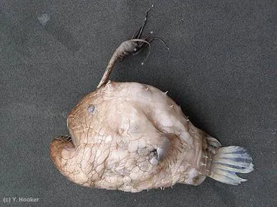 Pacific footballfish (Himantolophus sagamius)