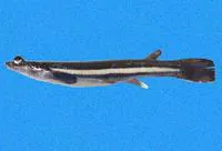 Pacific foureyed fish (Anableps dowei)