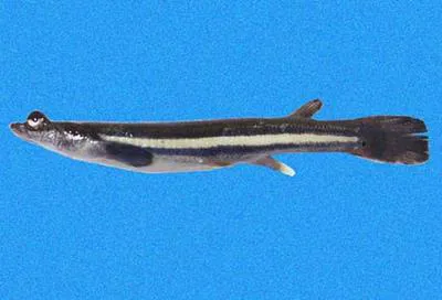 Pacific foureyed fish (Anableps dowei)