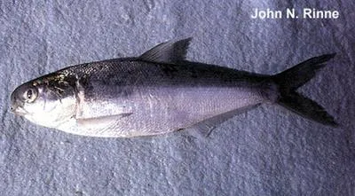 Pacific gizzard shad (Dorosoma smithi)