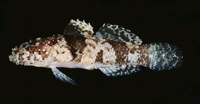 Pacific goby (Callogobius sclateri)