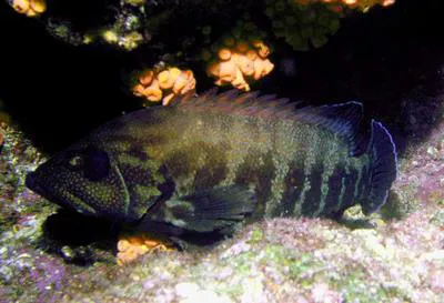 Pacific graysby (Cephalopholis panamensis)