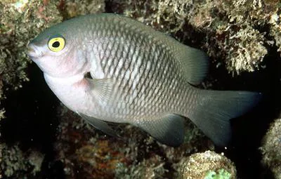 Pacific gregory (Stegastes fasciolatus)