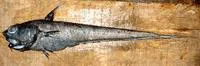 Pacific grenadier (Coryphaenoides acrolepis)