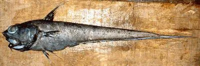 Pacific grenadier (Coryphaenoides acrolepis)