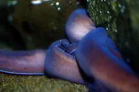 Pacific hagfish (Eptatretus stoutii)