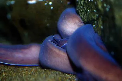 Pacific hagfish (Eptatretus stoutii)