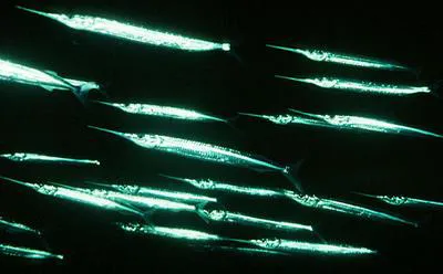 Pacific halfbeak (Hyporhamphus acutus acutus)