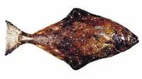 Pacific halibut (Hippoglossus stenolepis)
